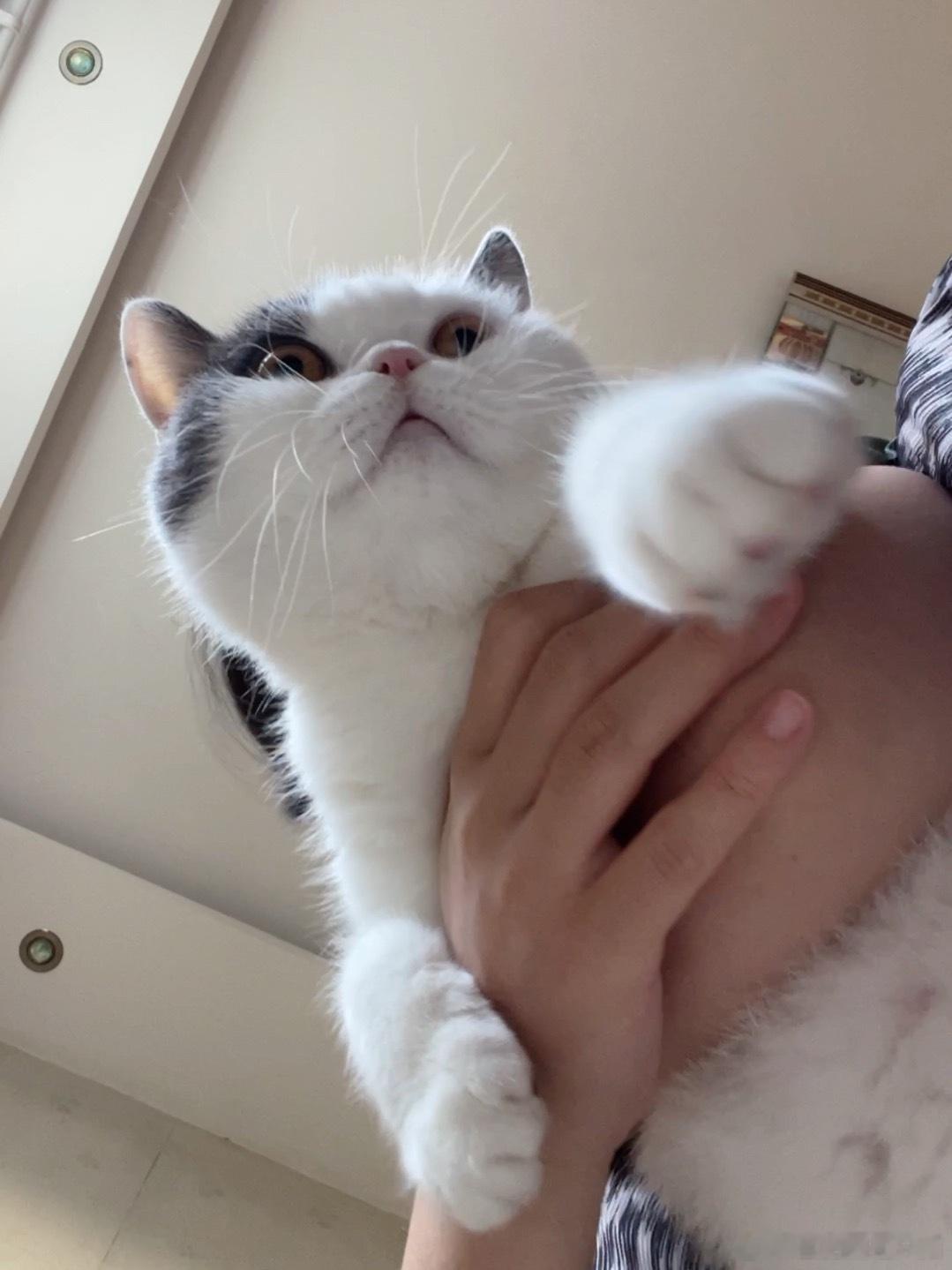 小猪被妈妈逮到噜 ​​​