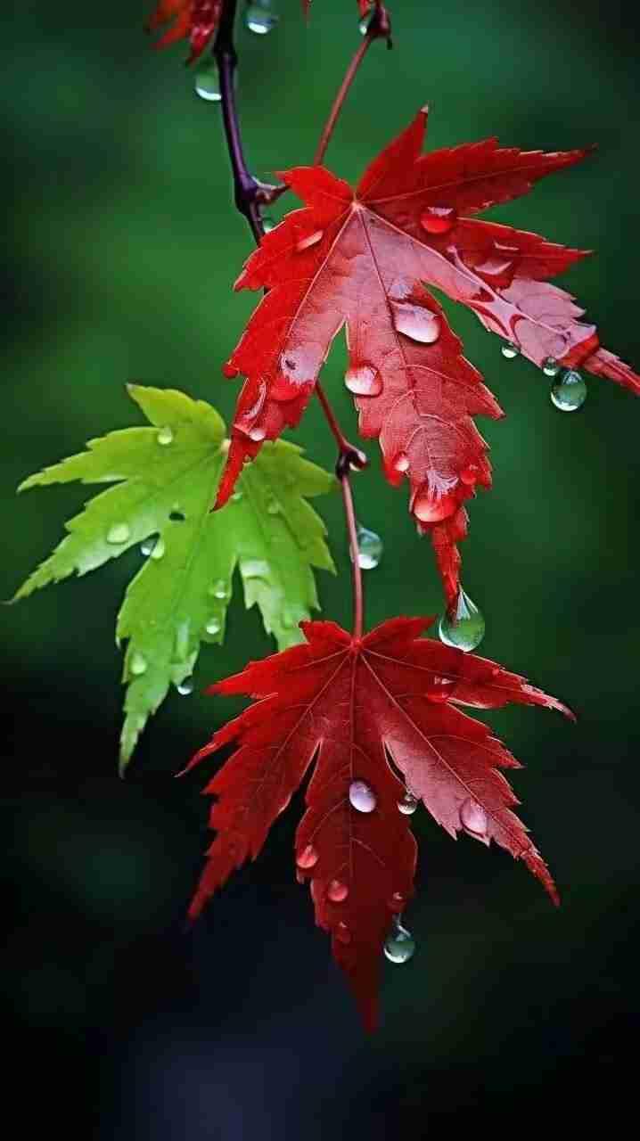 我的今日状态：😁轻松愉快
我这里的天气：阴雨，下了一夜的雨，现在还在下，雨不大