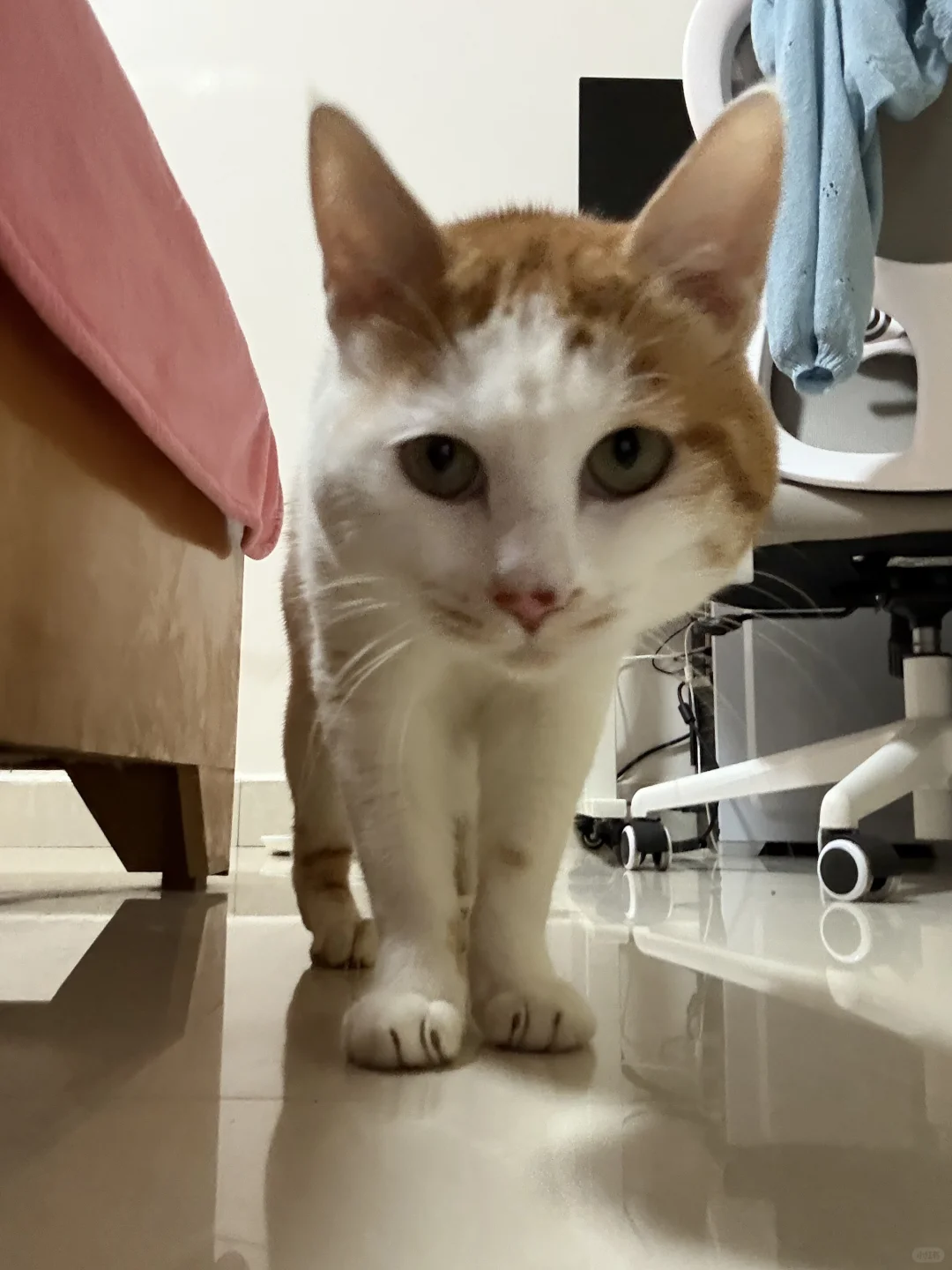人，猫很羡慕你