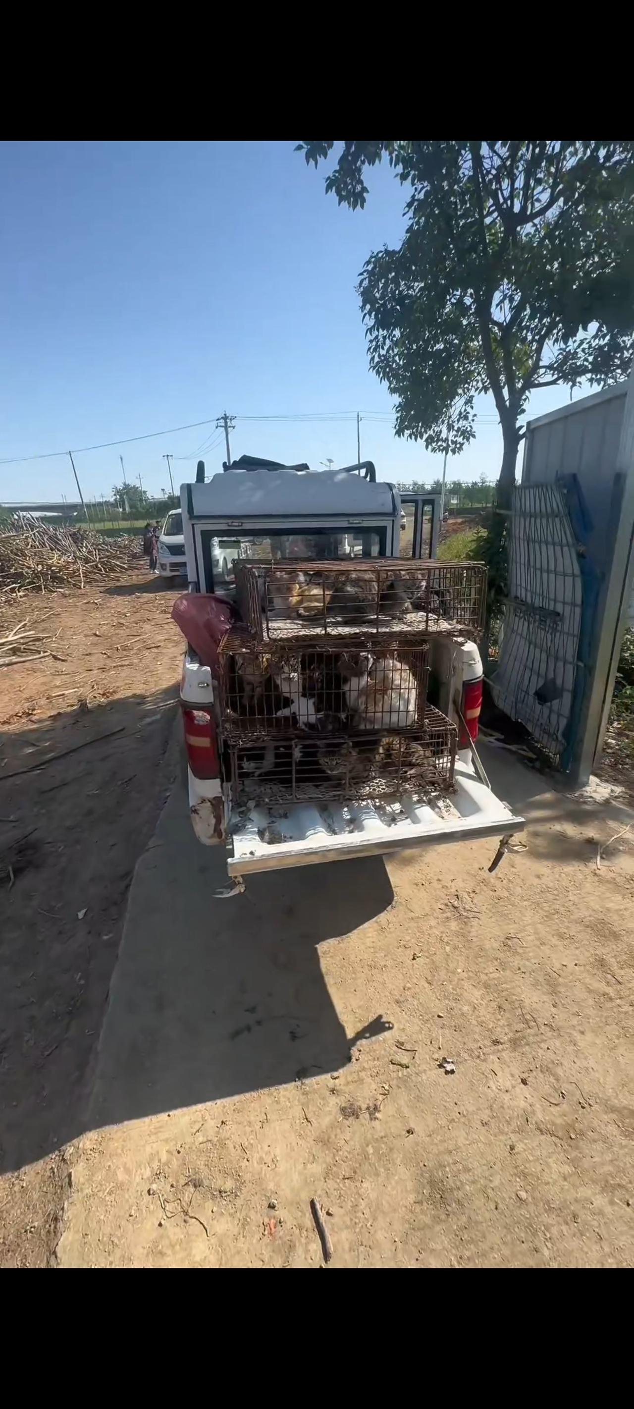 爱心人士和志愿者为了解救这车的流浪猫，竟然不顾一切的甚至连鞋子都跑掉了，只为让这