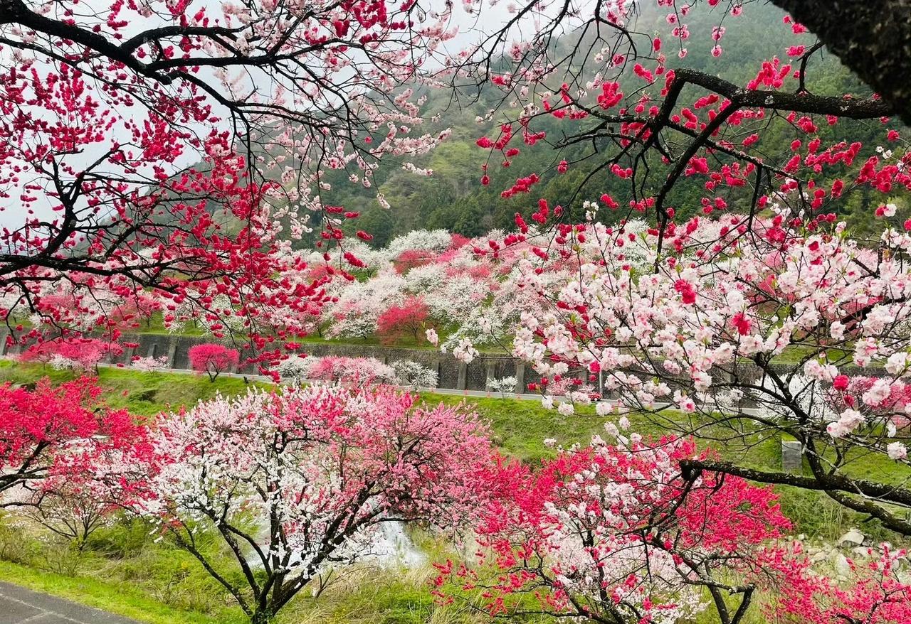 愿你~始终保有这份坚韧与无畏，站在光所奔赴的方向，活成自己心之所向的模样。