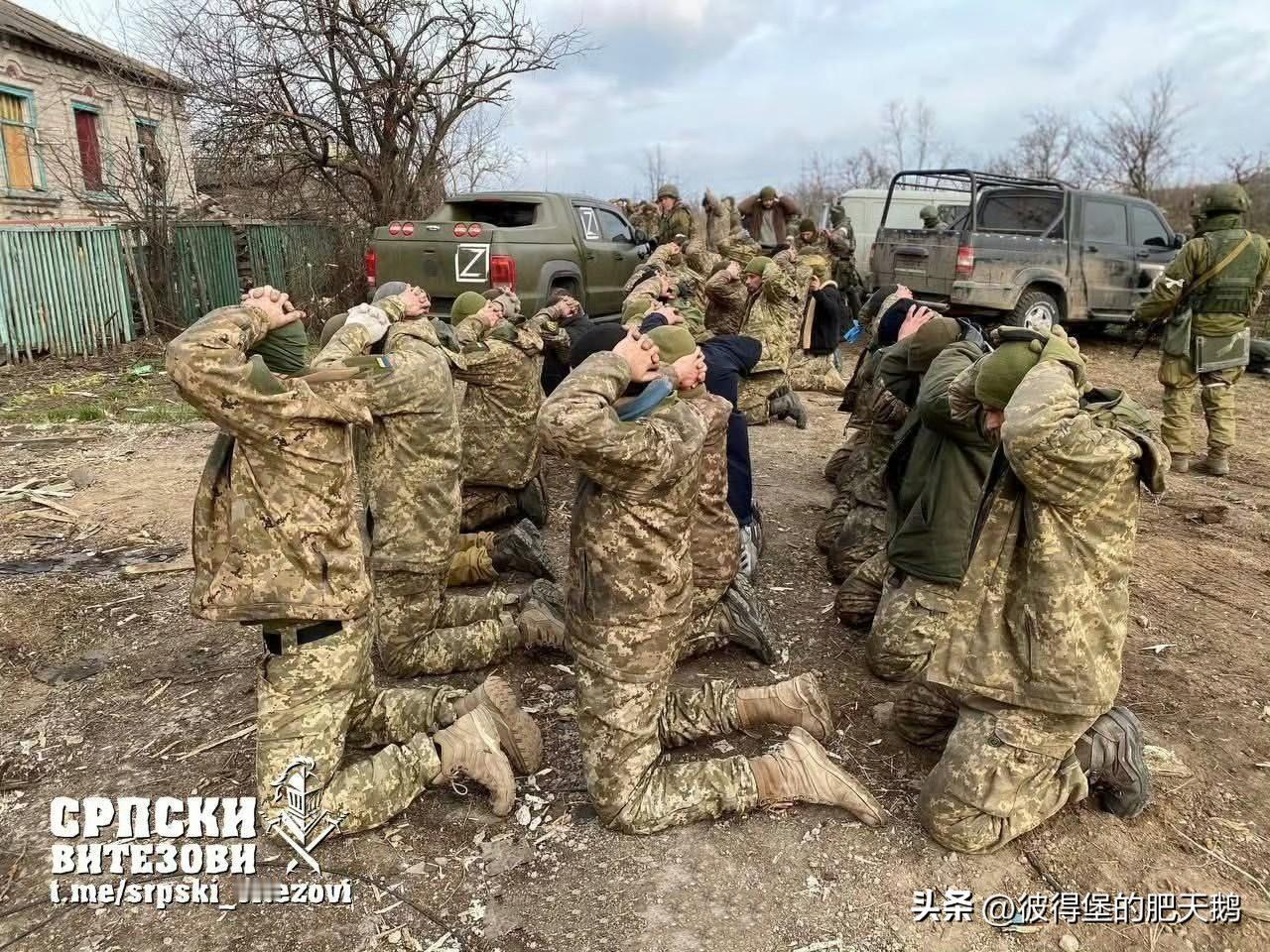 俄军在米尔诺格勒起网收鱼。

图1这一批大约有25名放下武器抱头下跪的乌军战俘。