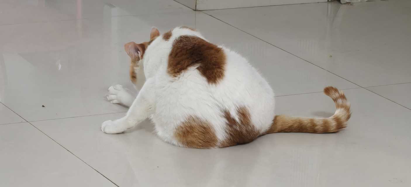 25452长腿的三角饭团还能吃吗 