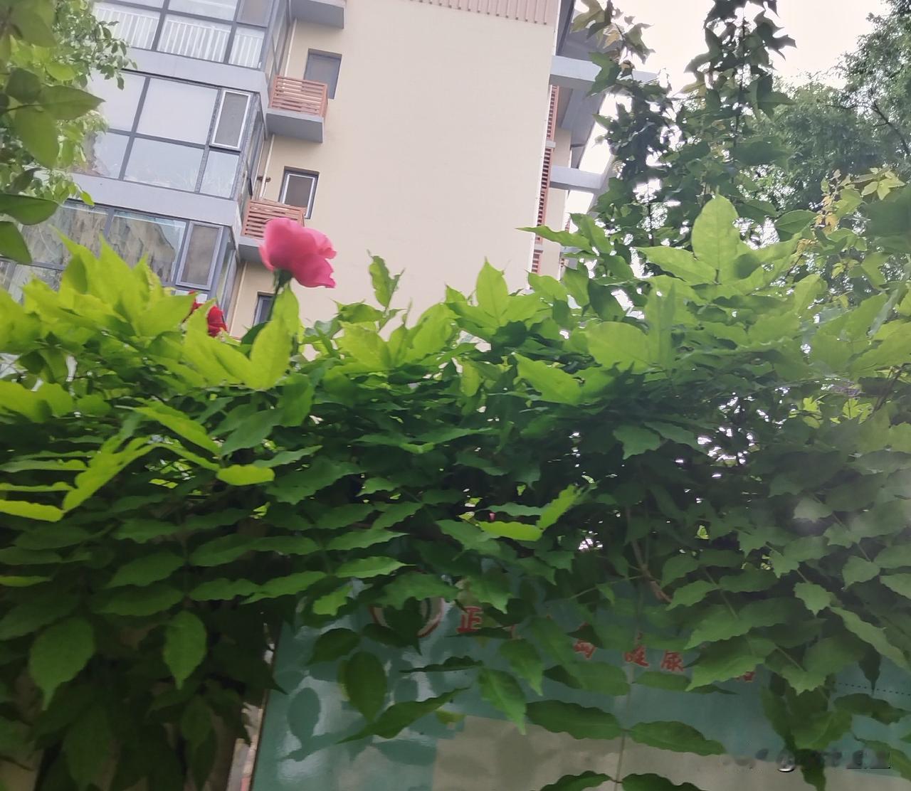 偶遇一枝花，“一枝红杏出墙来”的花，墙头上的花，开得特别美丽，随风摆动，墙外墙内