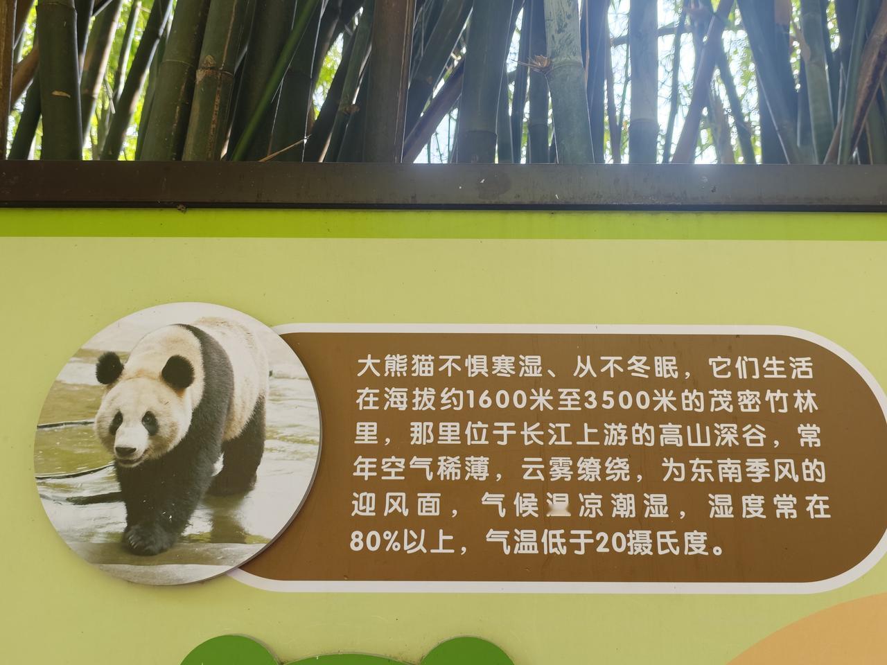 重庆动物园的23只大熊猫都去哪儿了，为什么上午9点多钟进园，一只大熊猫都看不见。