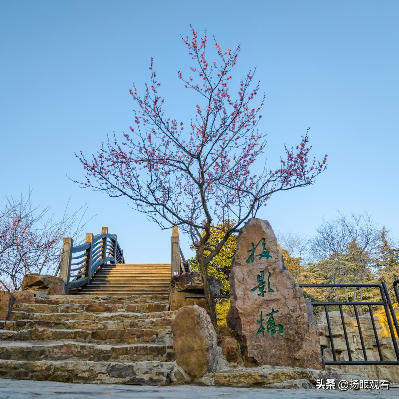 瘦西湖封神打卡点非梅影桥莫属！藏在湖上梅林核心区，名字取自咏梅名诗，早春梅花盛放