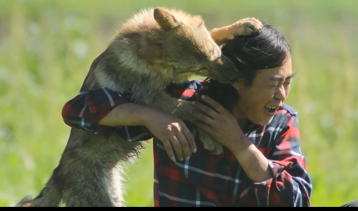 网友问，重返狼群可以重新上映嘛？格林爸爸亦风回复，请期待，那就是可以重新上映，太