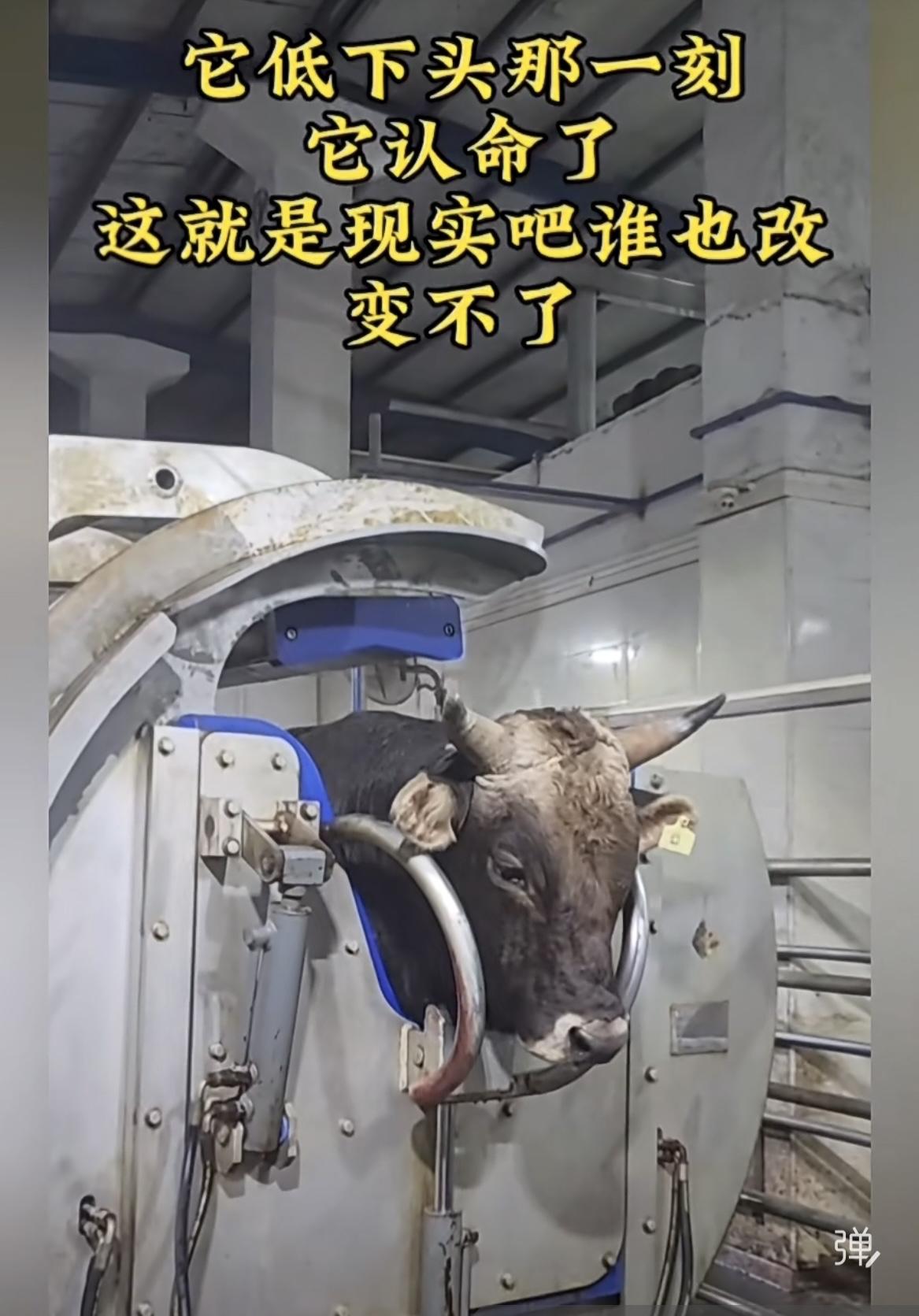 牛低头认命是为什么！
其实什么也改变不了！