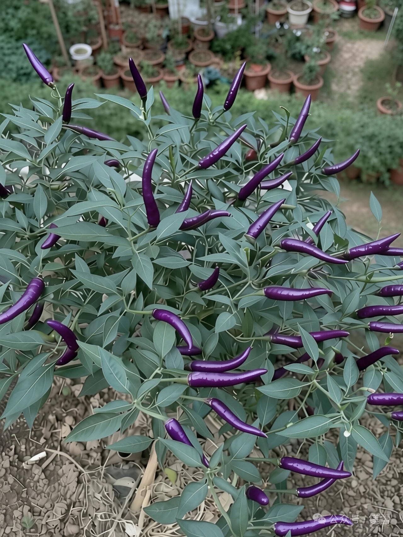 见过人出轨，你见过茄子劈腿吗？
这种远看像茄子，近看像辣椒的蔬菜，就是茄子和辣椒