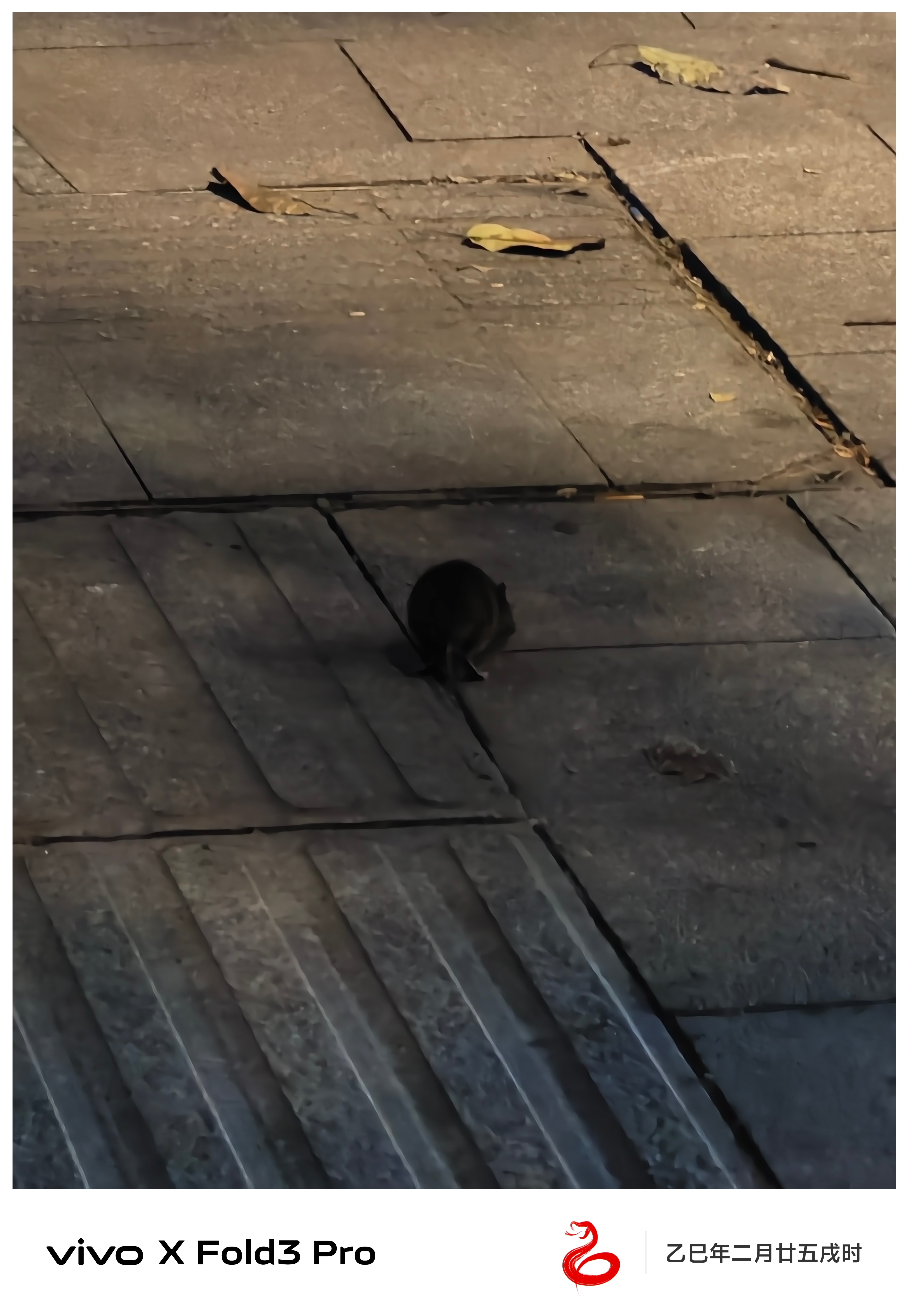 重庆杰瑞的松弛感，都不带避人的[并不简单] ​​​