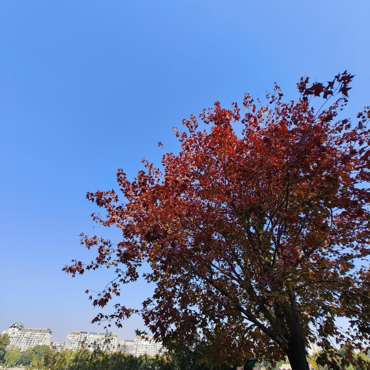 今天去了紫竹院公园。
秋色更浓了。连柳树的叶子都黄了。湖水平静，水中的倒影清晰可