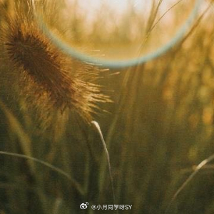 早安心语 晨光温柔，愿你今天的心情如朝霞般灿烂，脚步如骏马般轻快。新的一年，从每