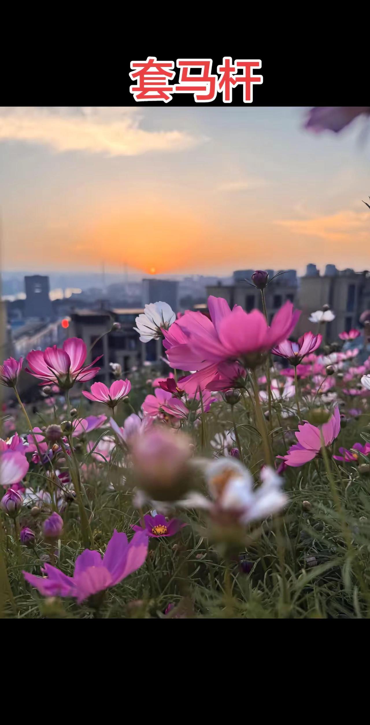 伙伴计划 美丽的格桑花