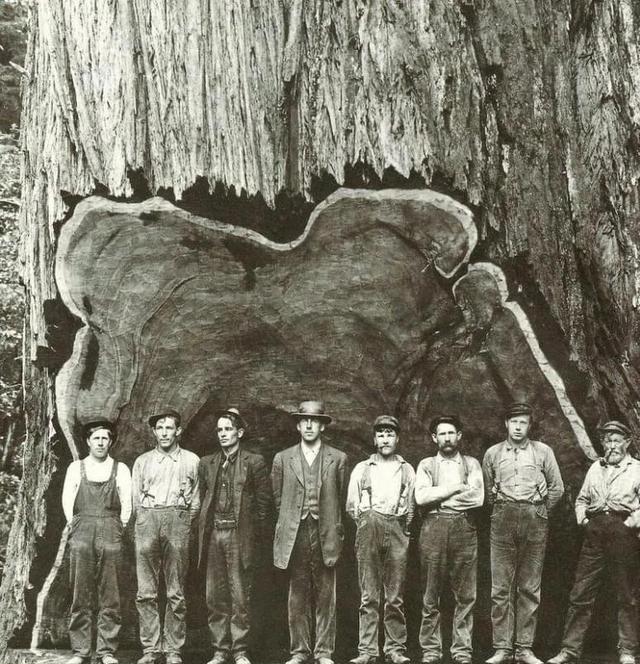 1891年，美国数十名伐木工，用了8天时间，砍倒了一棵100米高的千年红杉树，而