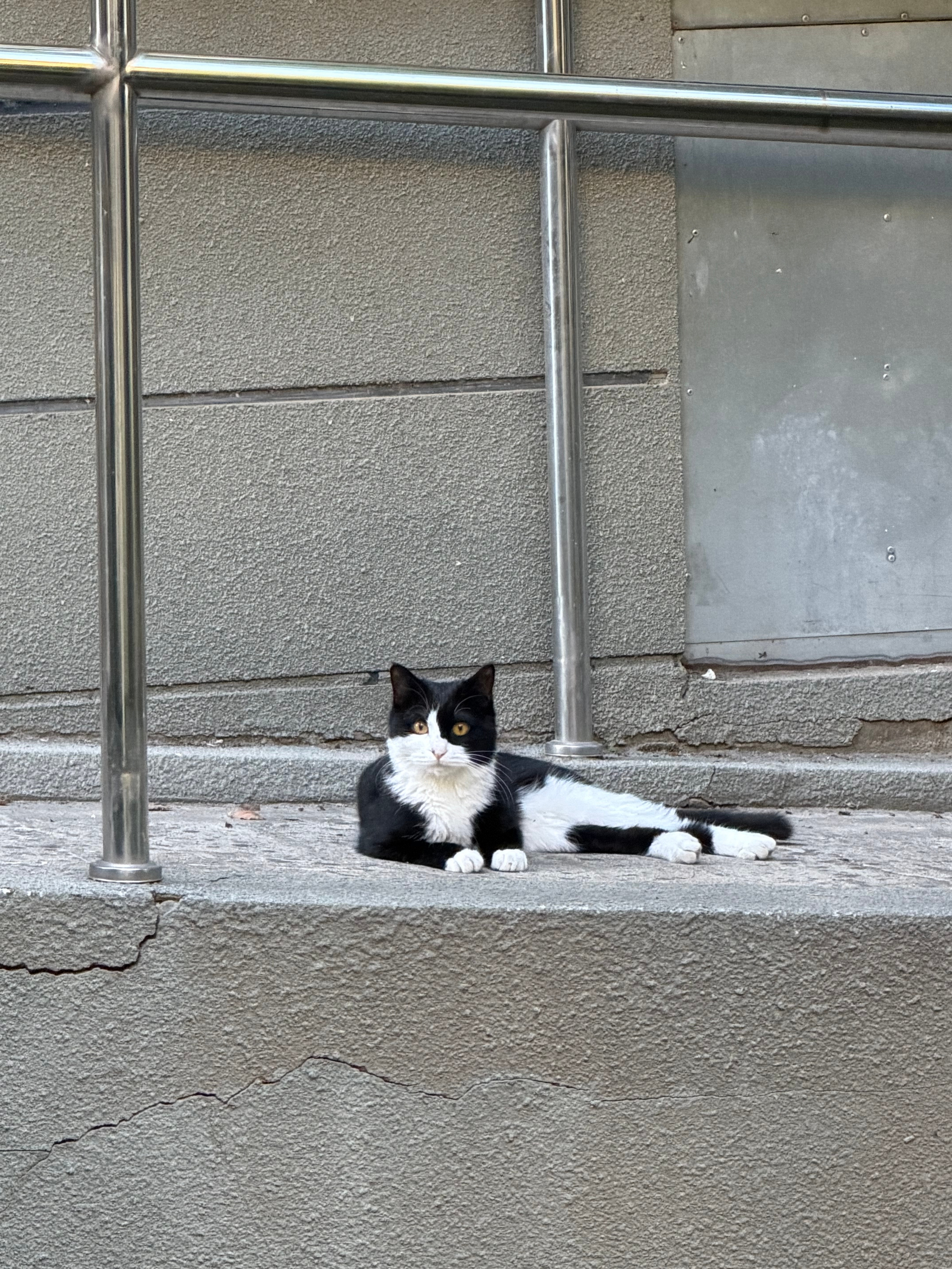 呆呆的小猫🐈⬛ 
