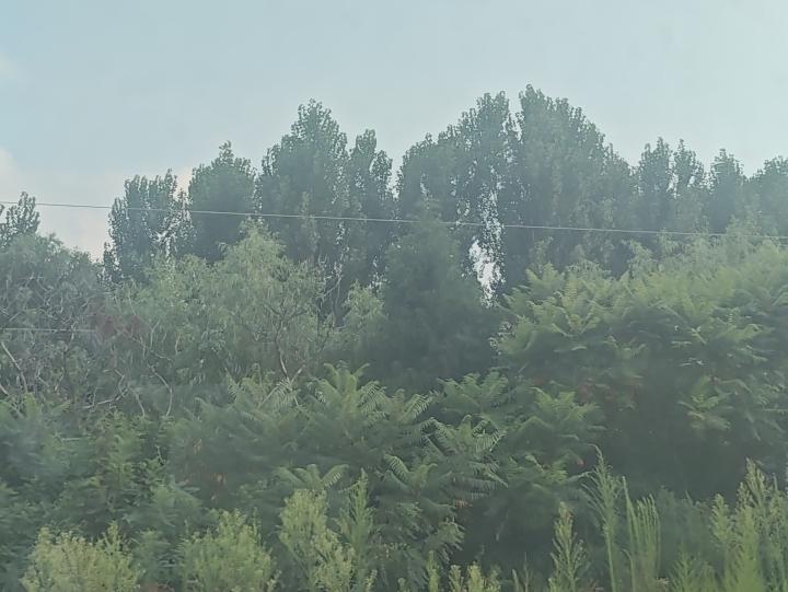 这是什么树呢？
好象是没见过啊？