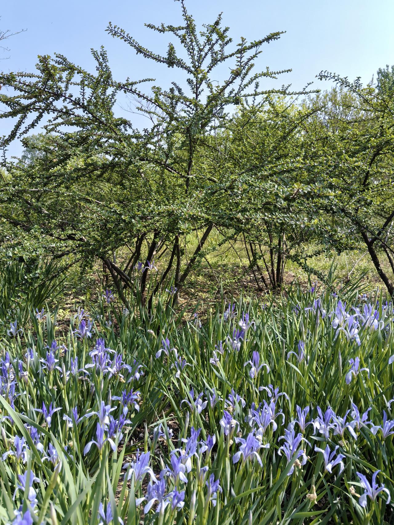 平枝荀子
平枝荀子的枝条像被春风梳过的发丝，整整齐齐铺成两列，粉红小花藏在叶间像