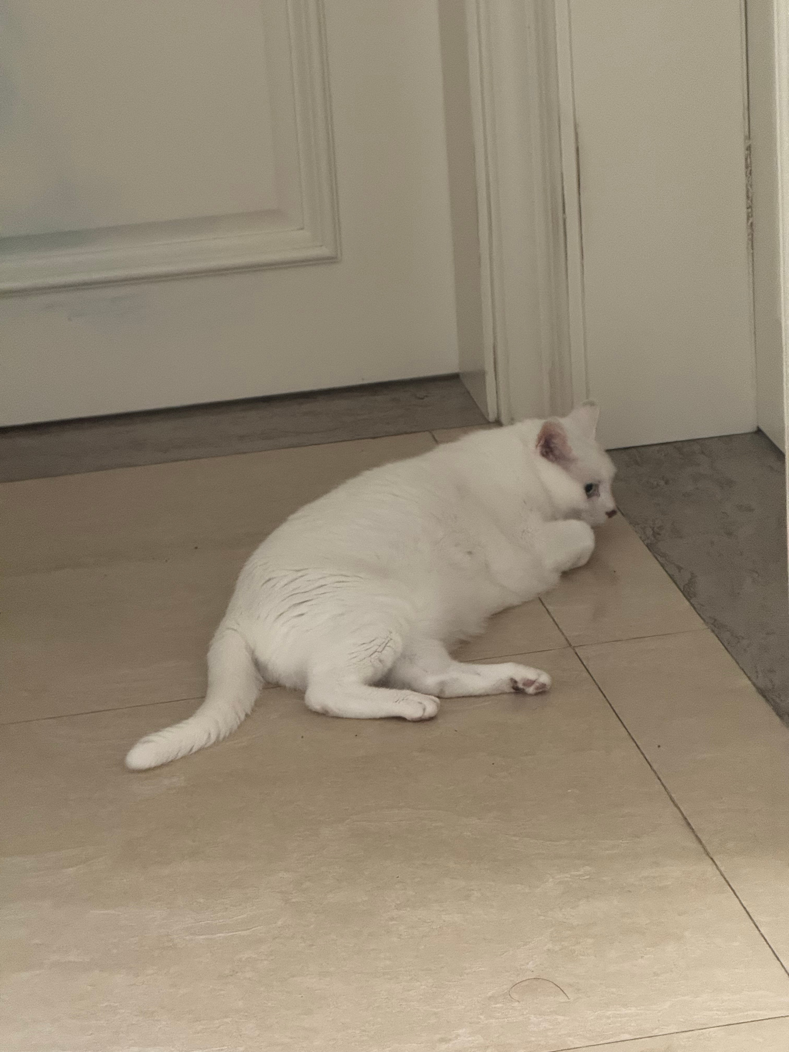大家都是猫，到底什么仇什么怨让嫡长子天天等着打luna