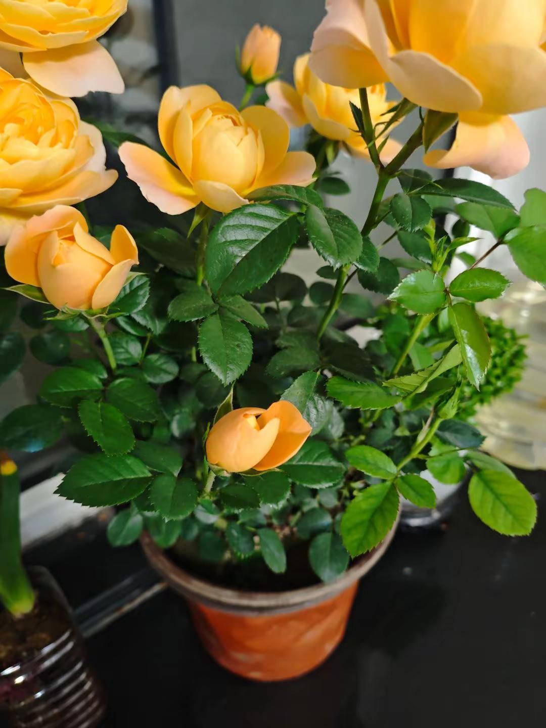 老板说这是黄玫瑰，回家一查这叫月季