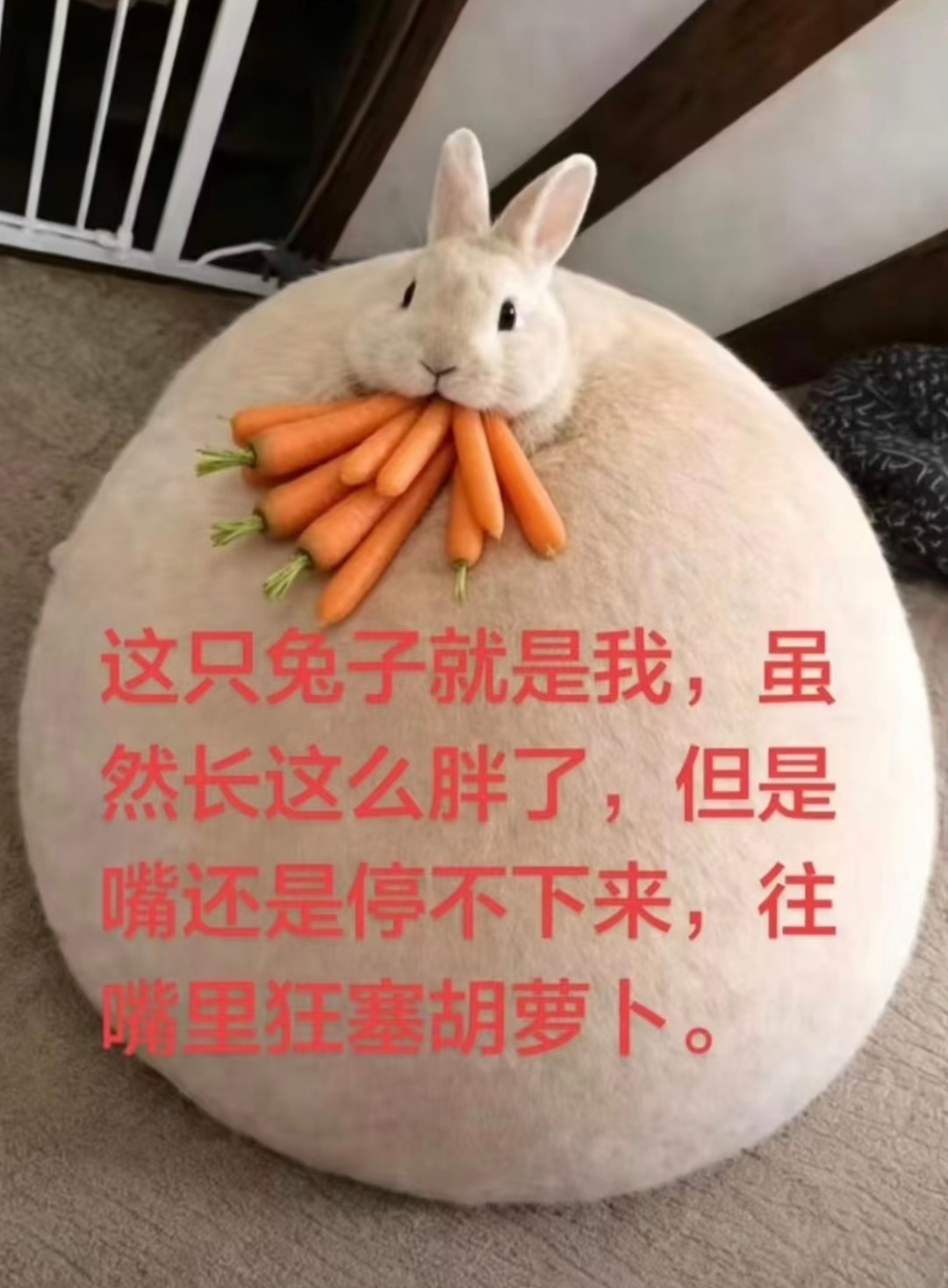 分享图片 