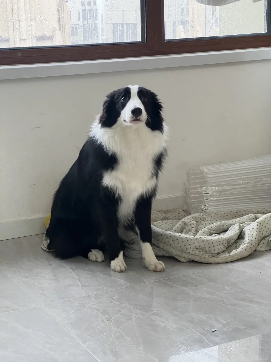 犯错的小海豹🦭