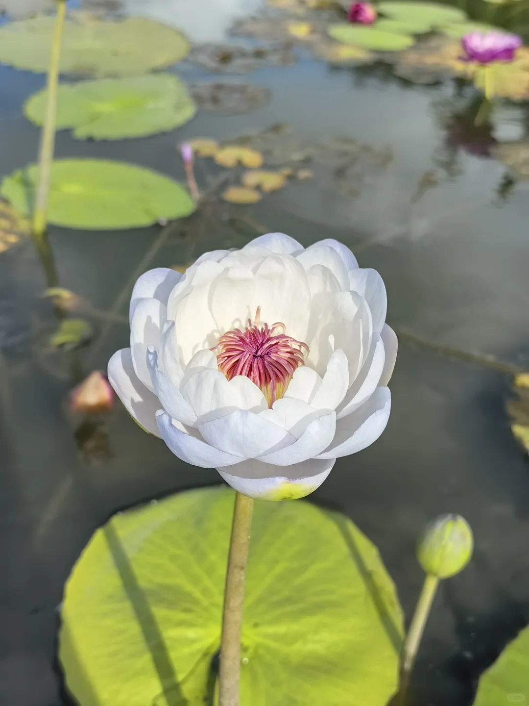 好仙气的花花～稀有品种 澳洲睡莲