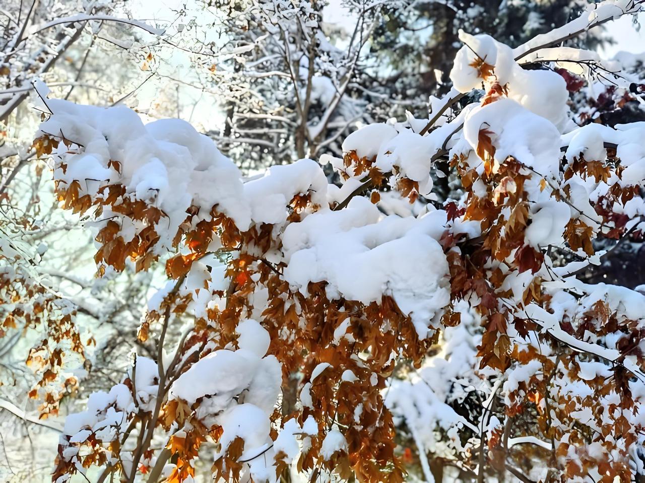 最近，多地突然迎来一股“速冻”模式的降温，气温骤降，让人猝不及防。一夜之间，寒风