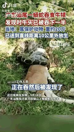 “活见久！”广东汕尾，村民去山上找自家小牛，不料却在草丛里里听到奇怪声音，上前一