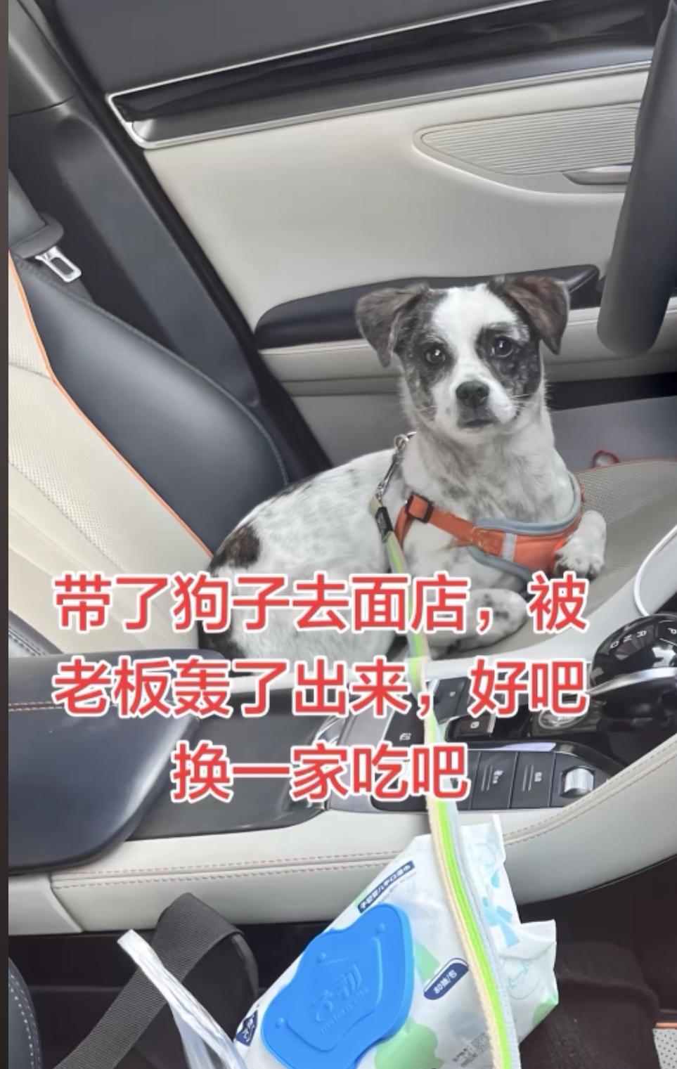 带狗子去吃面，被老板轰出来，是狗主人矫情还是老板无情？

在网上看到一个爱狗人士