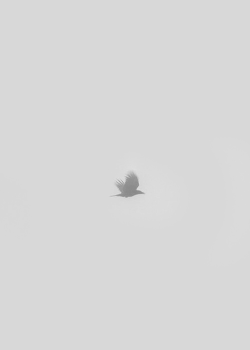 信念是鸟，它在黎明仍然黑暗之际，感觉到了光明，唱出了歌。——戈尔泰