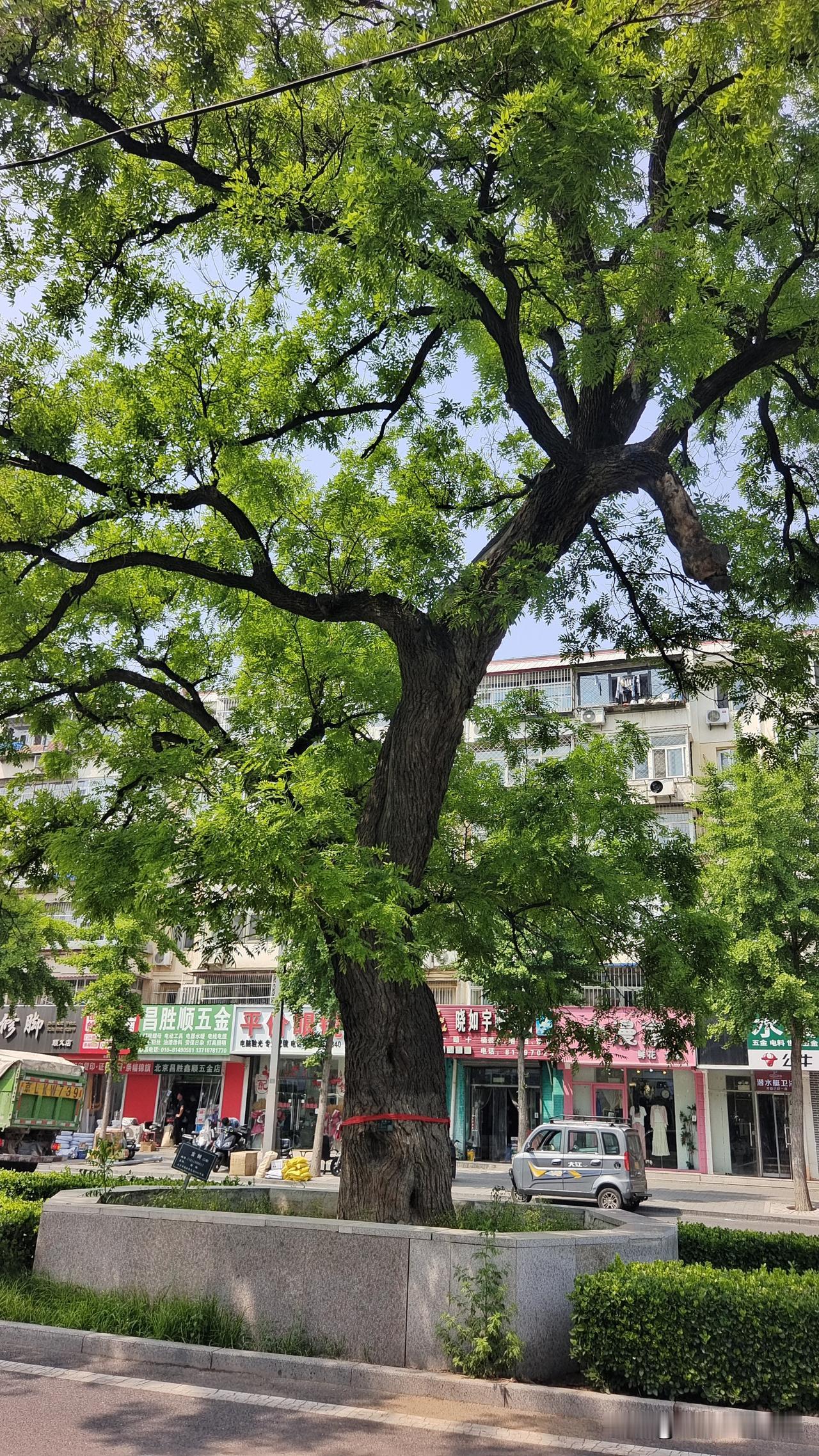 你知道吗？顺义中山东街这棵老槐树，到底有多大岁数了？
 
它就在咱们顺义石床环岛