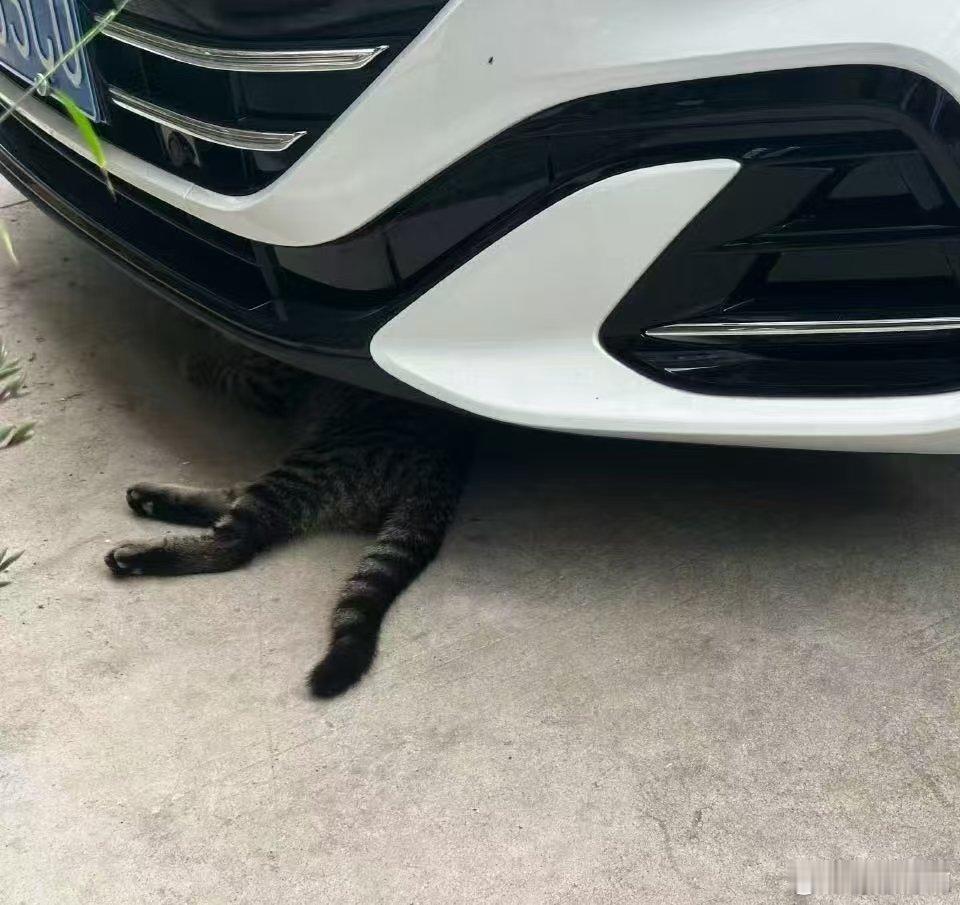 冬天对于流浪猫来说有多难冬天对流浪猫来说真的太难熬了，特别是北方的猫咪们，人都要