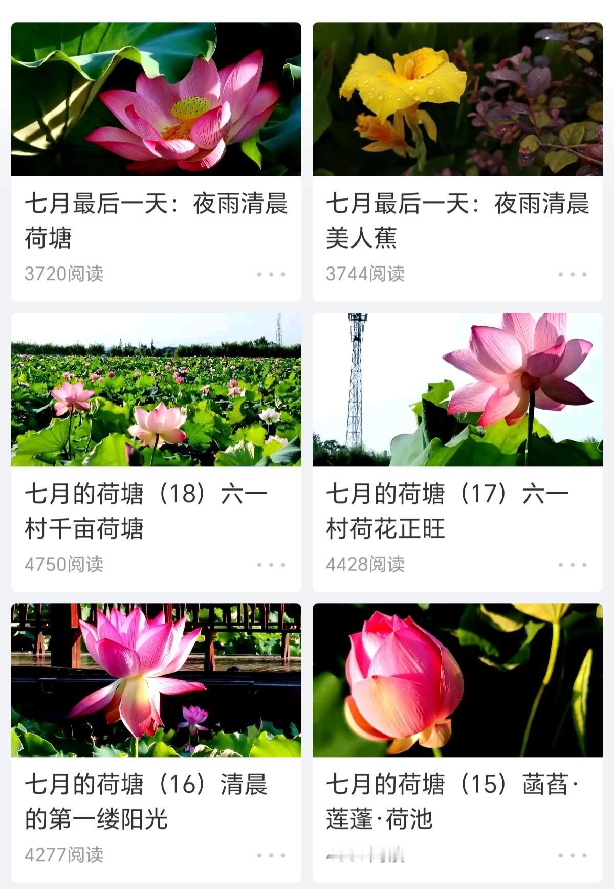 刚刚过去的这个炎热的七月，共拍摄制作了22篇《美篇》，写了7篇短文。