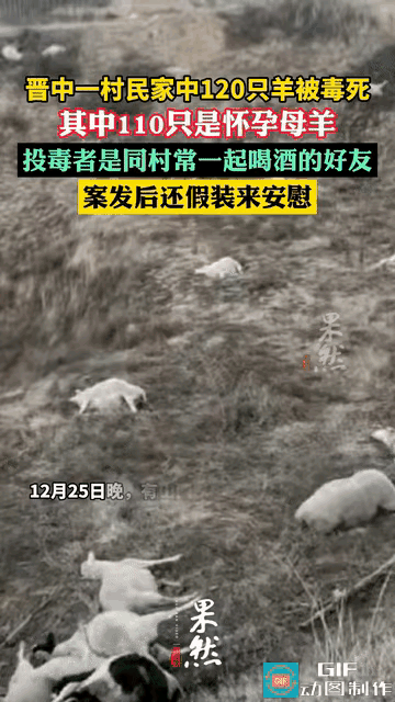 “知人知面不知心！”山西晋中，一村民家里120只羊被毒死，其中110只羊还怀孕了