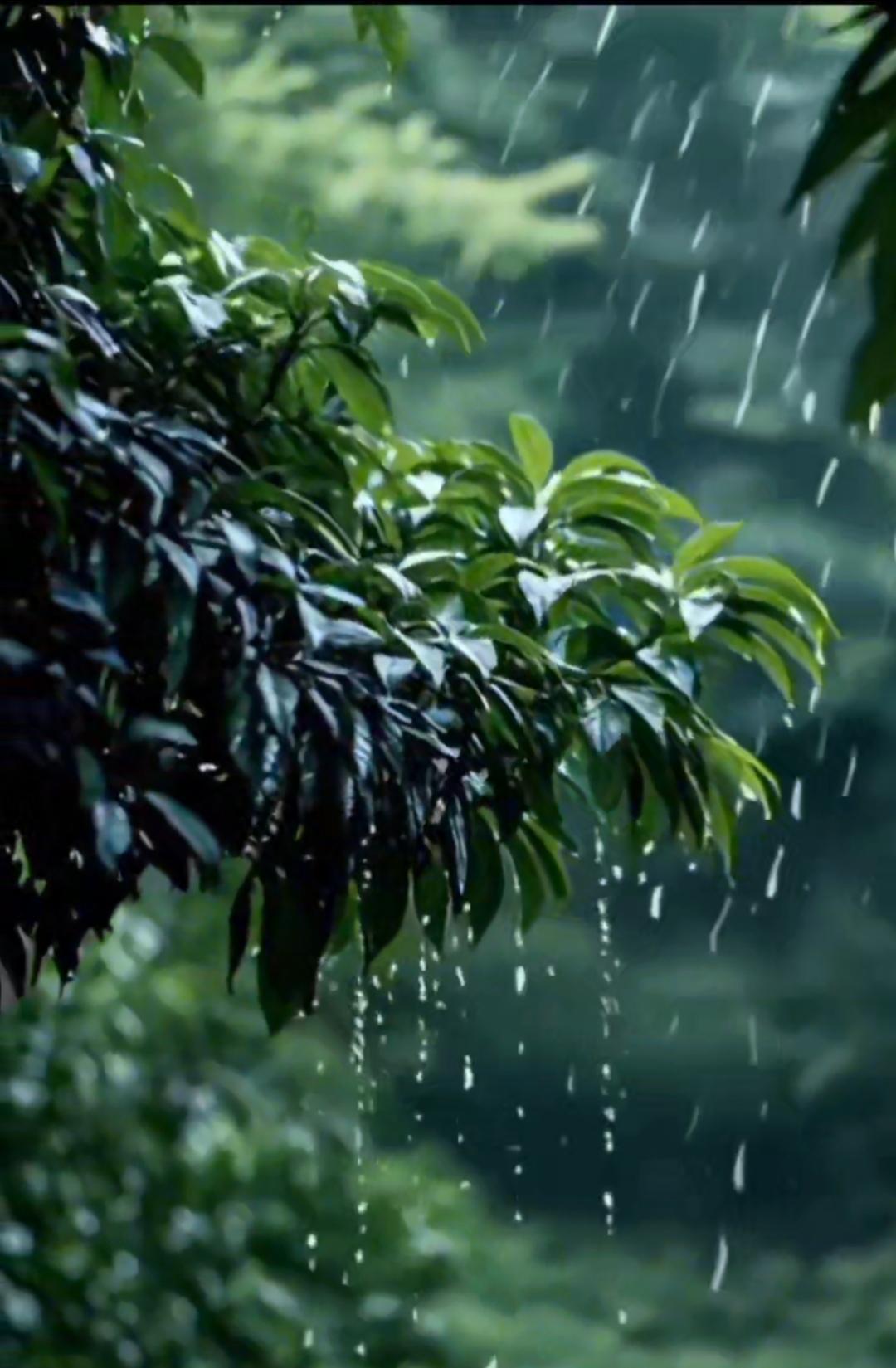 西安今日中雨

[玫瑰][心][玫瑰]

西安这天气就像坐过山车，连续两天高温后