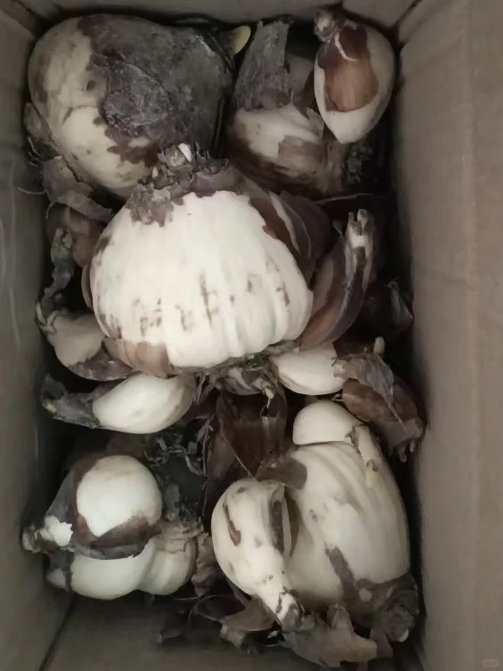 沉迷于种花无法自拔