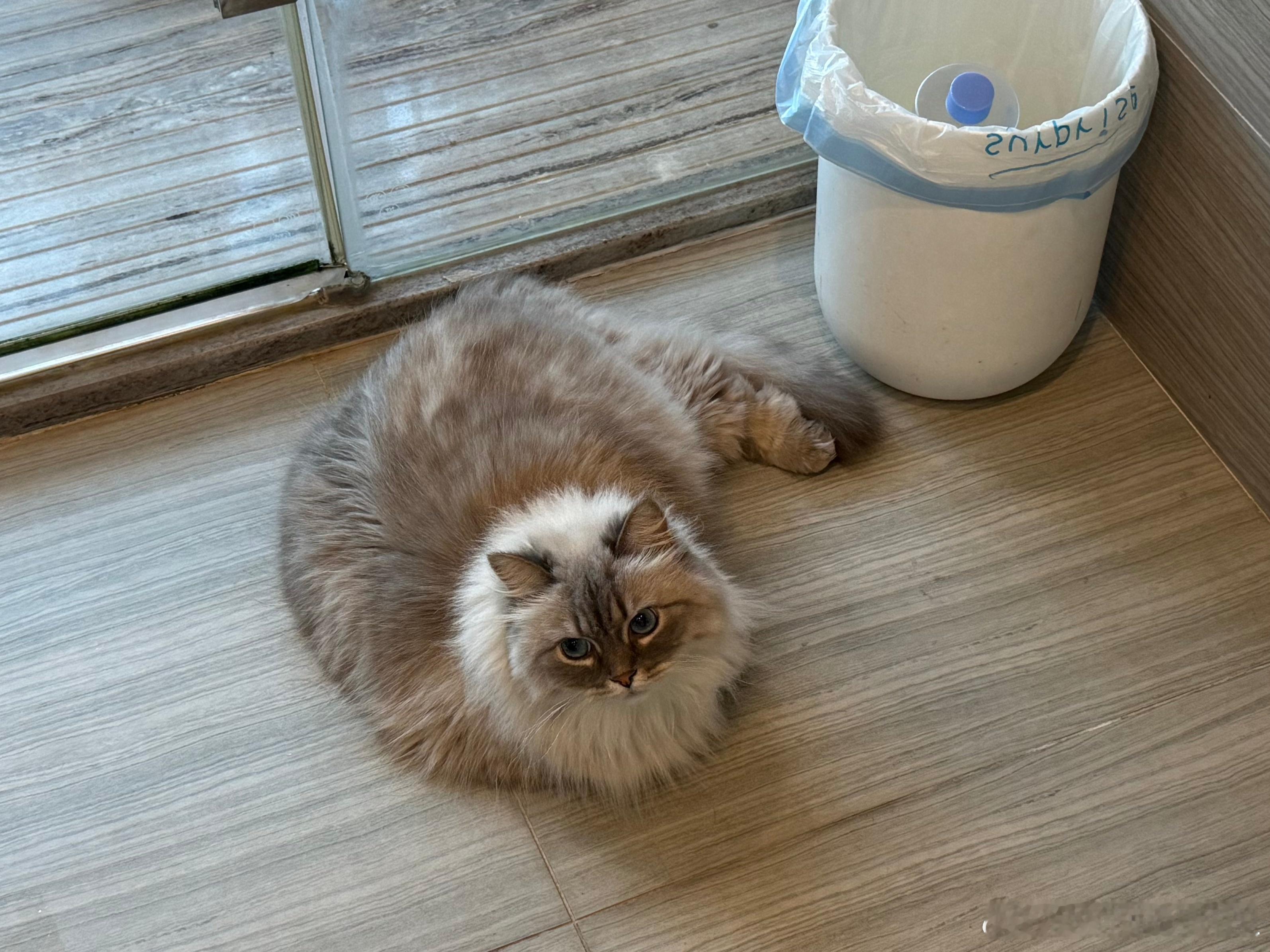 Meta牌全自动扫拖机器猫，还带自清洁功能