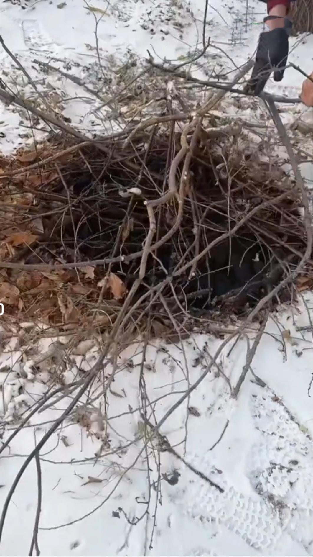 正能量 锦州市政这效率太给劲儿了！刚刷到网友说锦州女儿河树林有“吃人陷阱”，转头