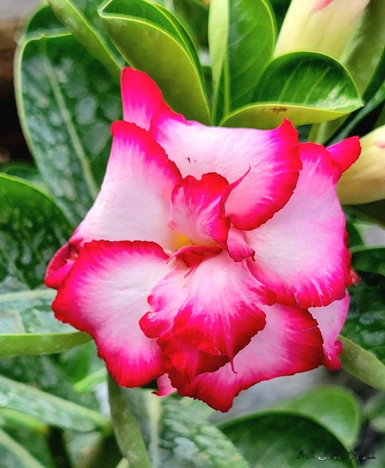沙漠玫瑰🌹