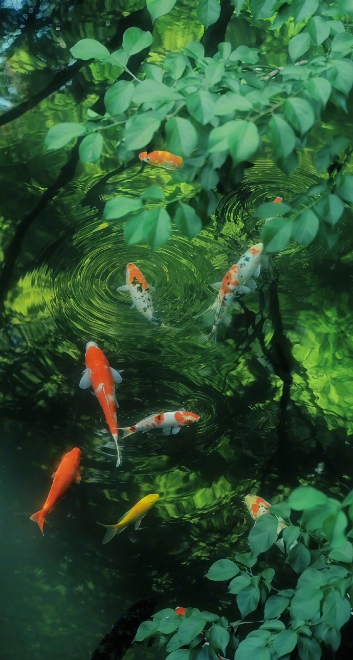 好运锦鲤✨愿所愿皆所求❤️ ​​​