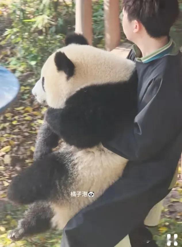 大熊猫的成长速度简直可以用“惊人”来形容！从那么小一只粉色可爱“小耗子”，一眨眼