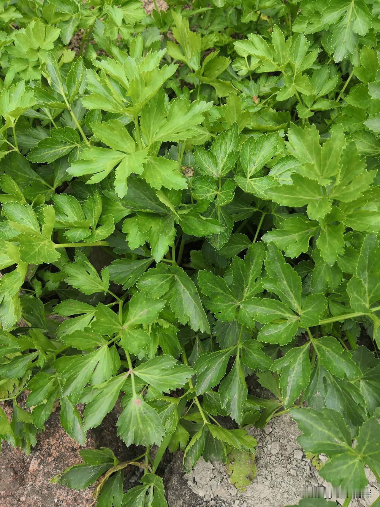 爱好吃和，不爱好吃芹菜这些自己的口味罢了。