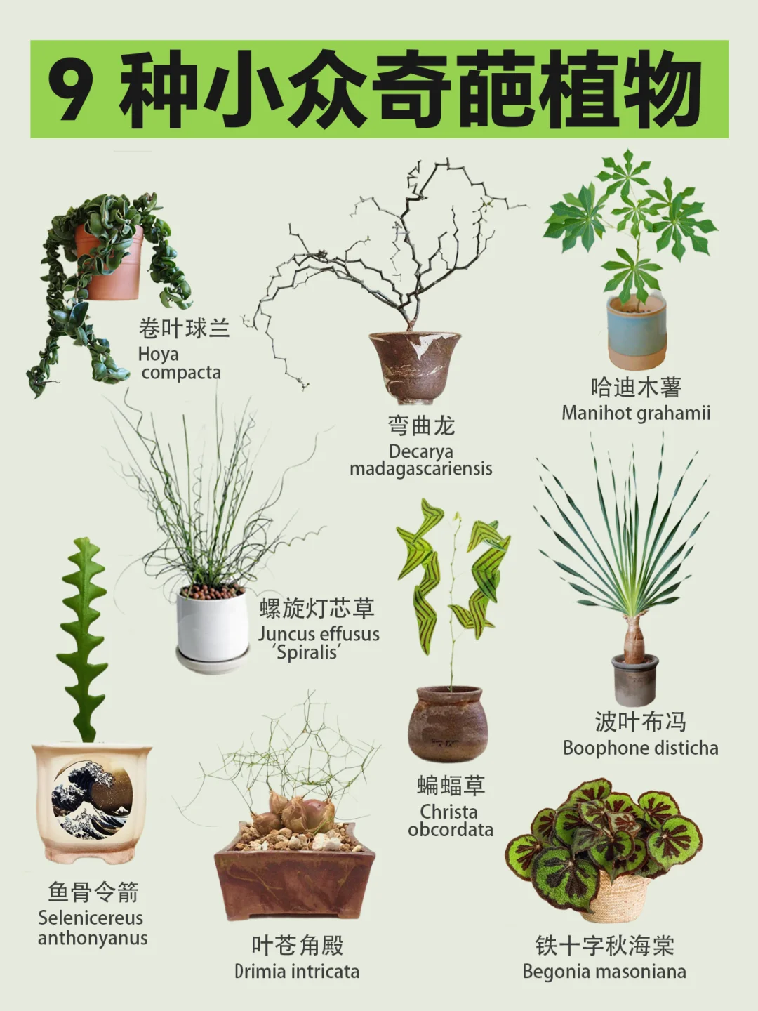 9种小众奇葩植物，有趣的人都在养❗️惊艳到了