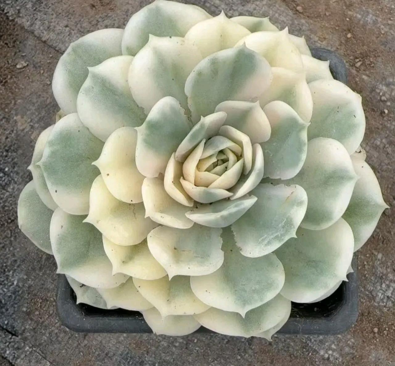 我熟人强行超车，遇到对方军用吉普，小车撞不过他，在死前还清醒，他说八辈子不再开车