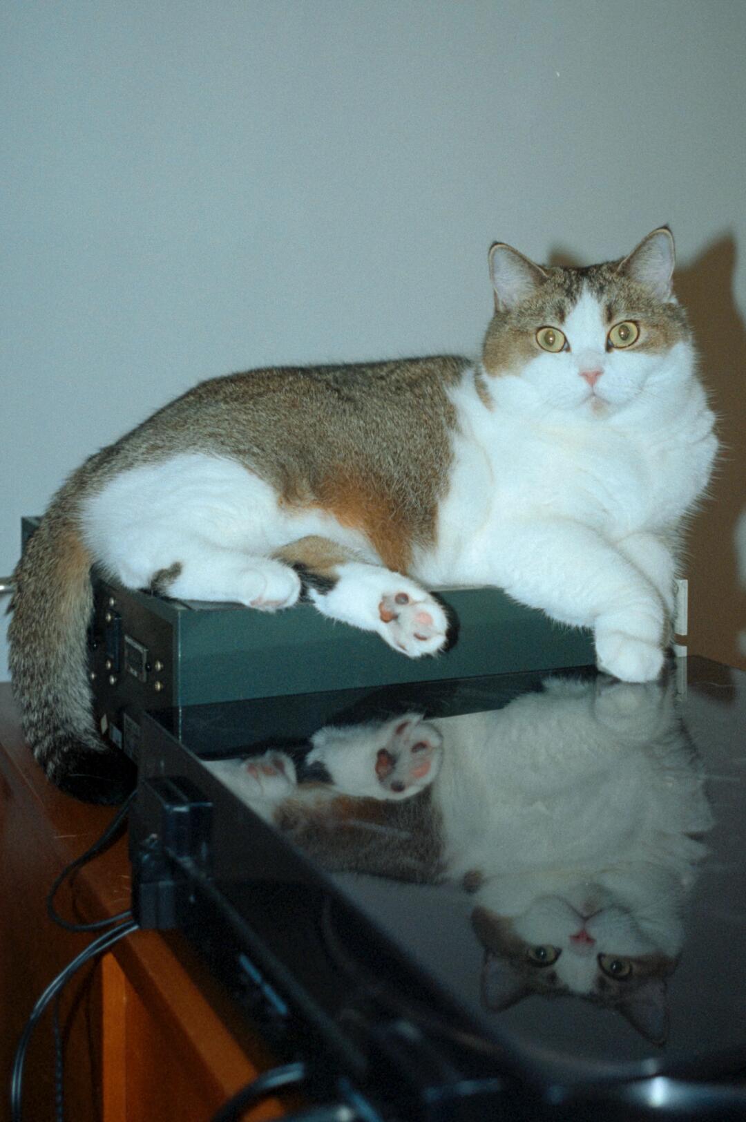 我用胶片记录的小猫