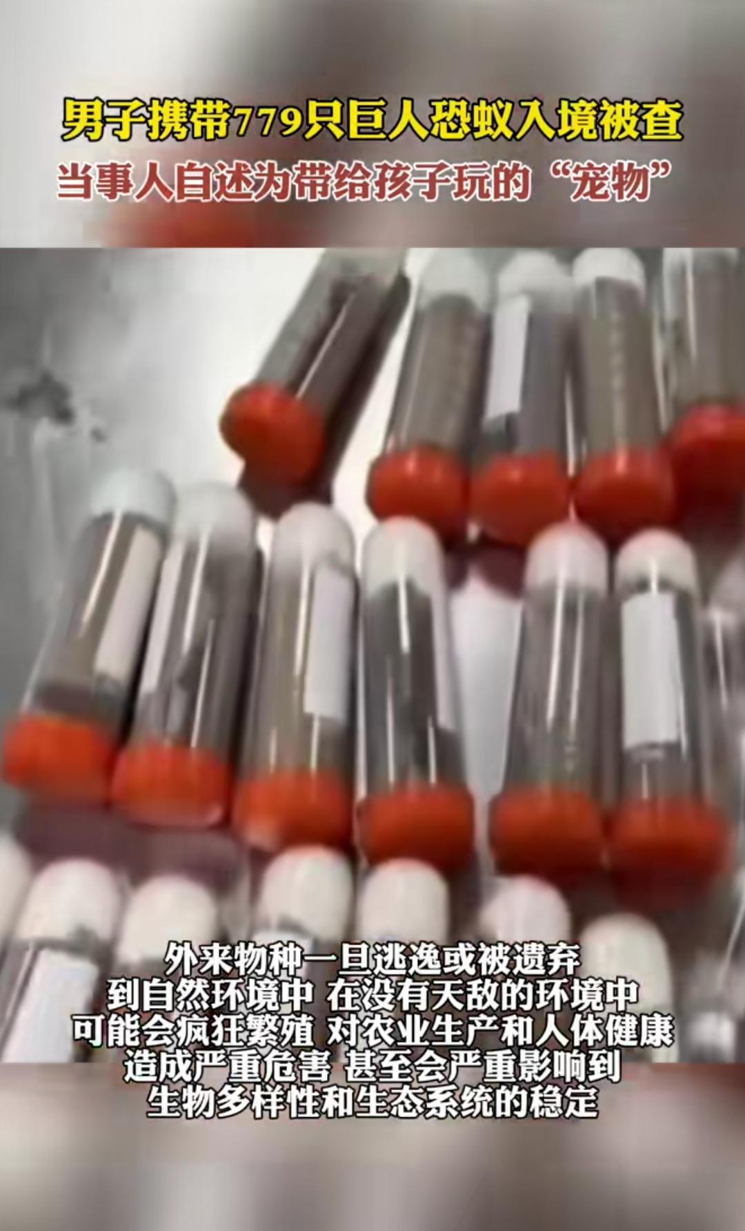 厦门海关查获一名男子携带779只外来物种巨人恐蚁被查。
中国被外来物种侵害的事已