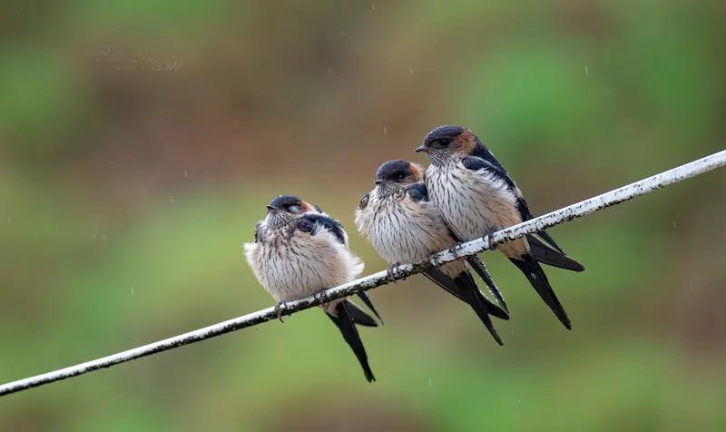 万物皆有灵！河北保定，两只老燕子无力南飞，其他燕子站成一排依次告别，户主老两口看