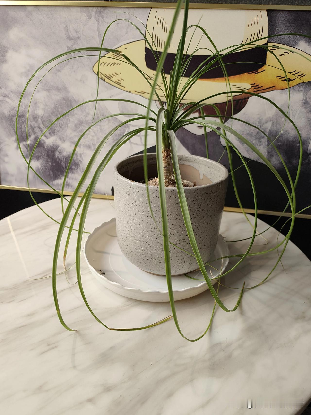 哈哈，这盆“酒瓶兰”简直是我家的氛围感担当！它的叶子像飘逸的绿丝带，垂下来的样子