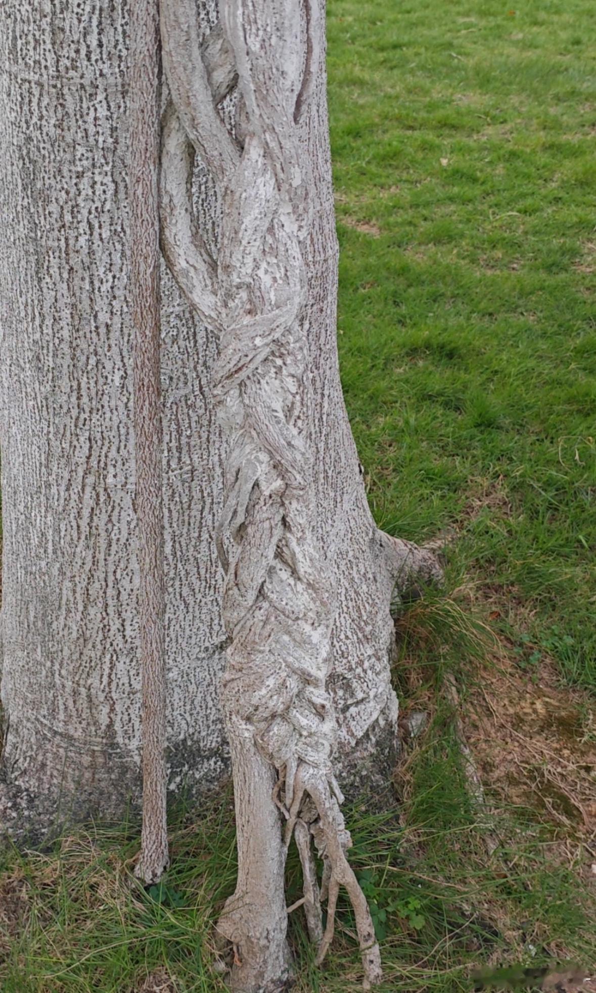 竟然有天生长有麻花辫的神树 遇到的真的可以拜了 ​​​