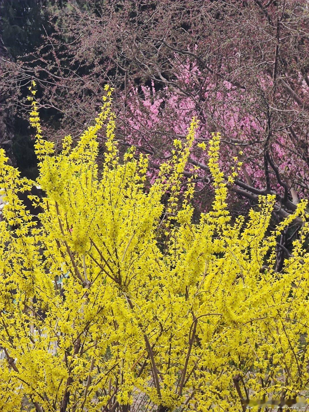 玉渊潭公园樱花摄影